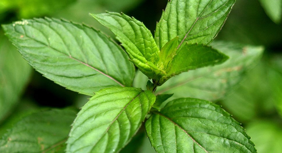 Close up view of a peppermint plant