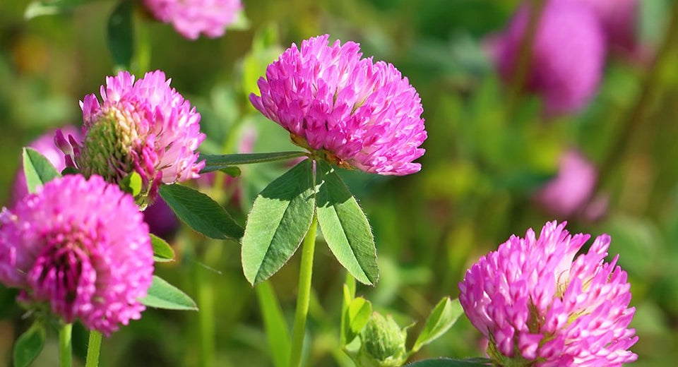 Thickets of a blossoming clover