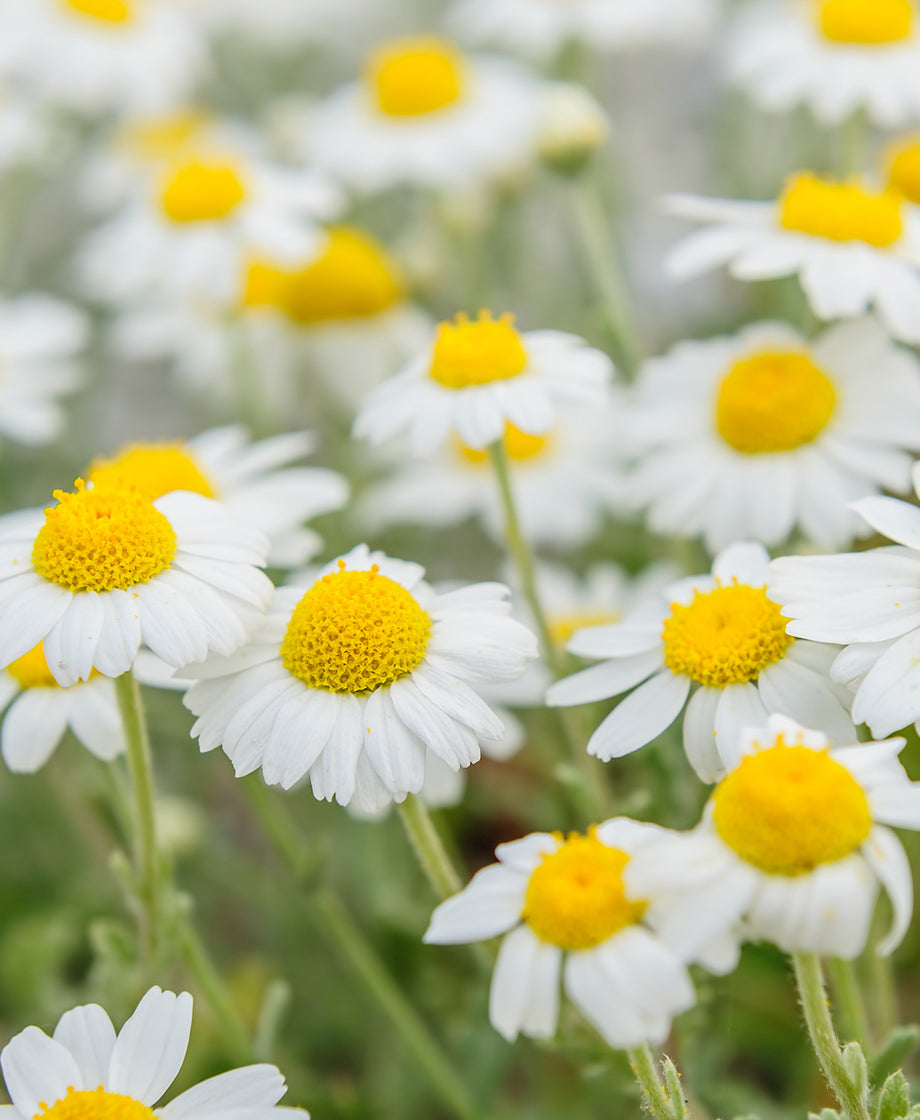 Chamomile