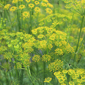 Fennel