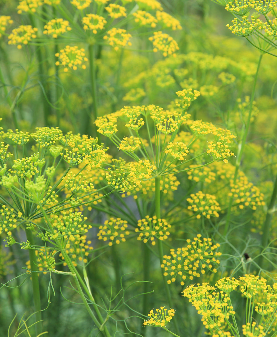 Fennel