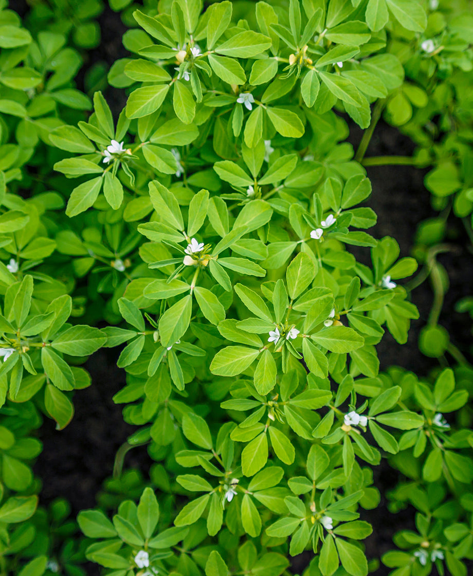 Fenugreek