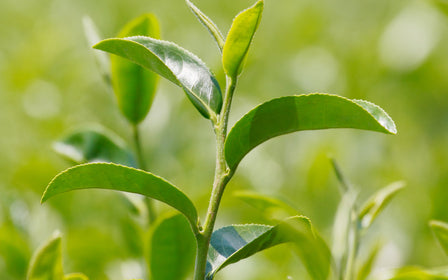 Tea Plant