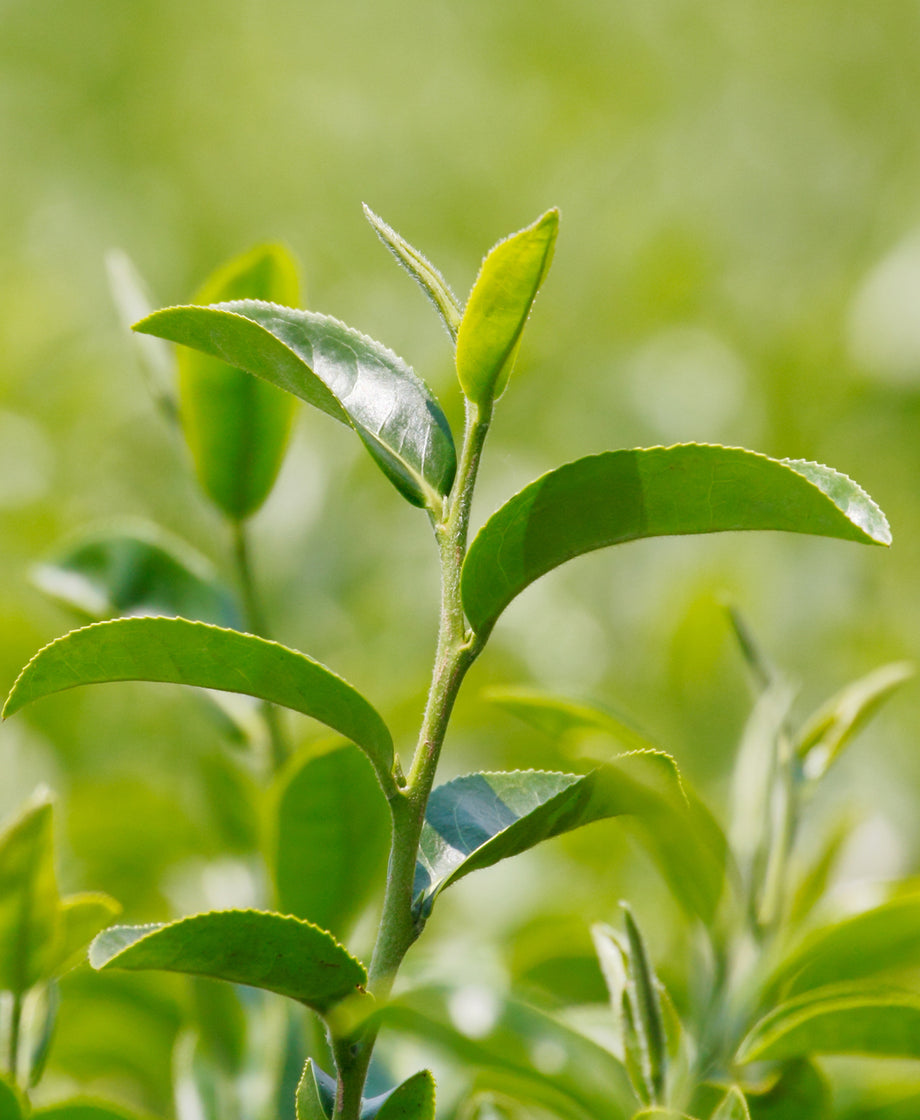 Tea Plant