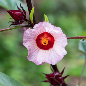 Hibiscus