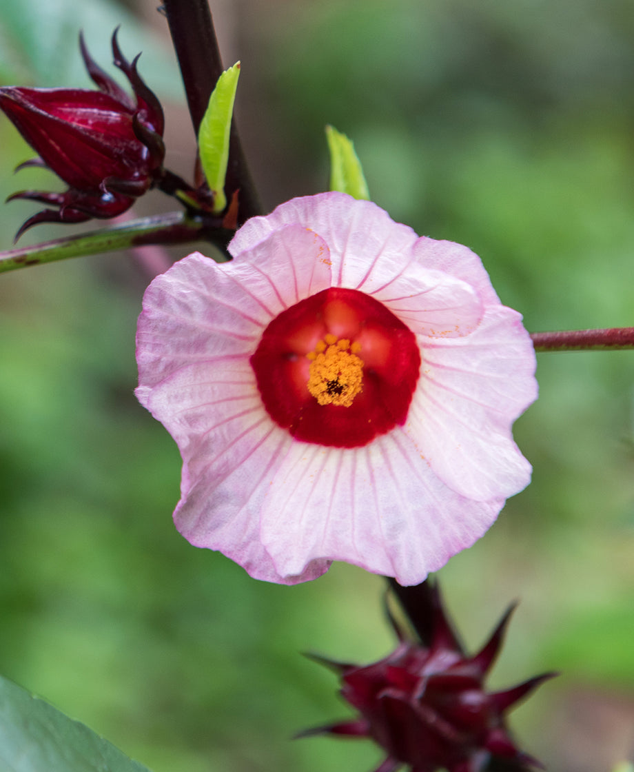 Hibiscus