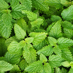 Lemon Balm