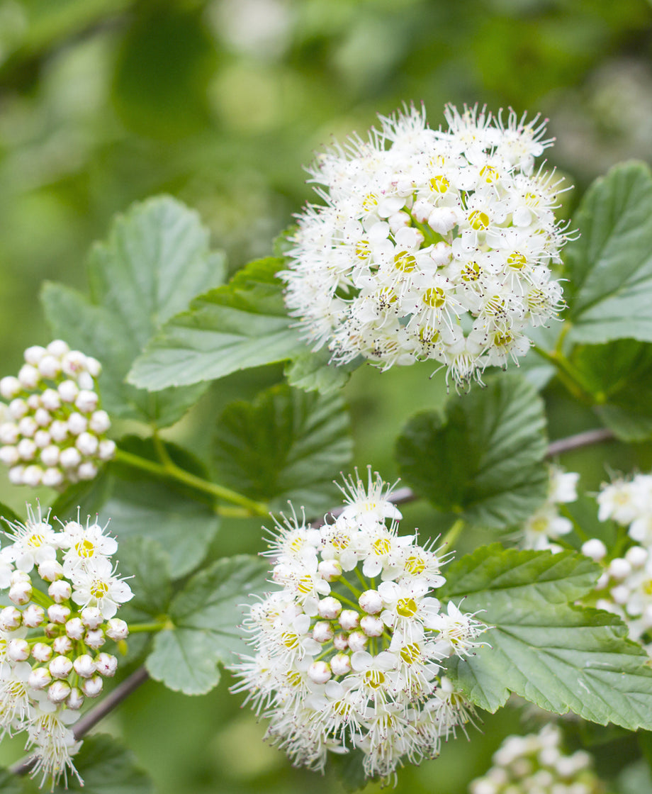 Meadowsweet