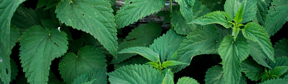 Nettle