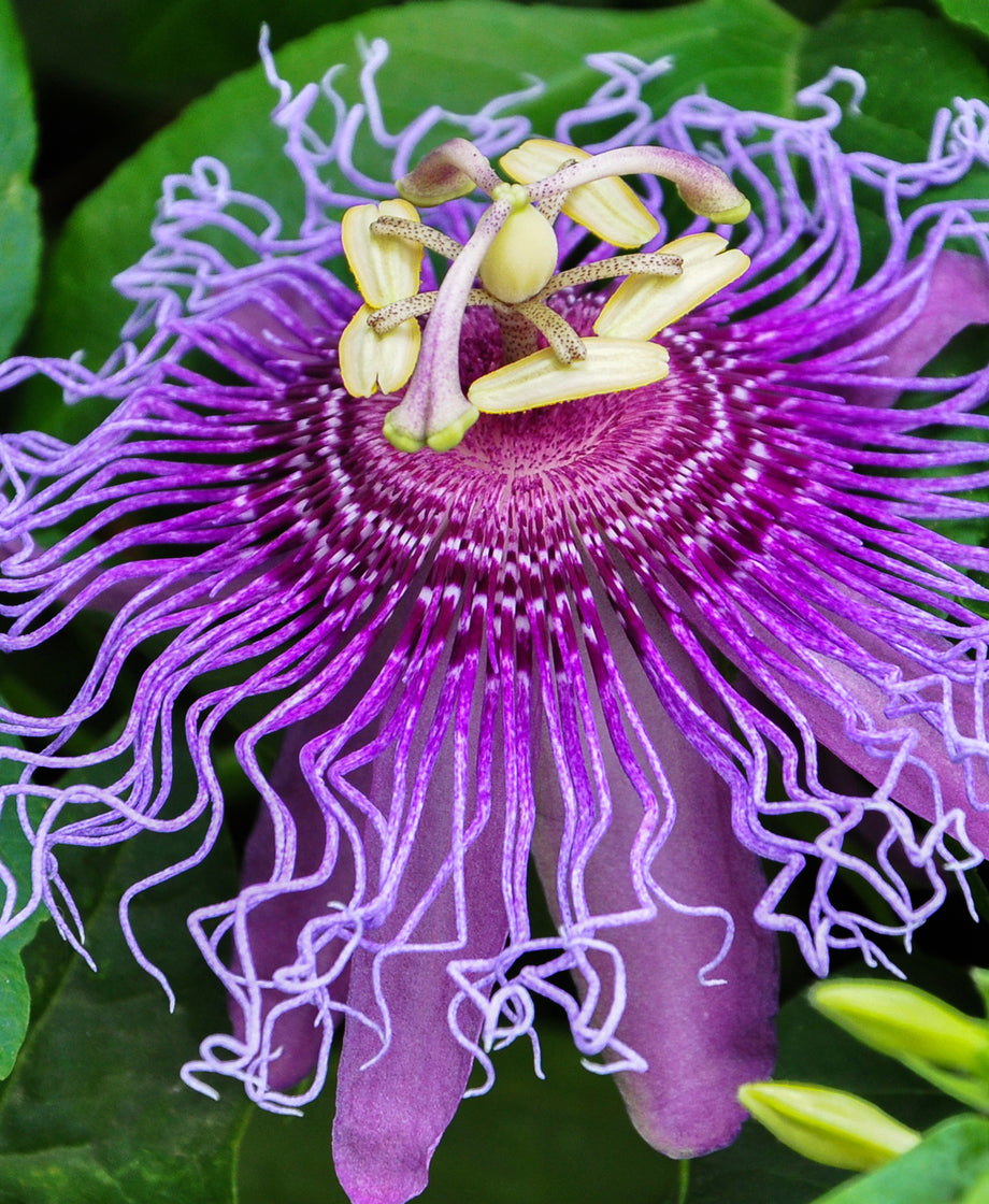 Passionflower