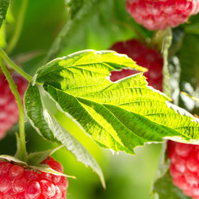 Raspberry Leaf