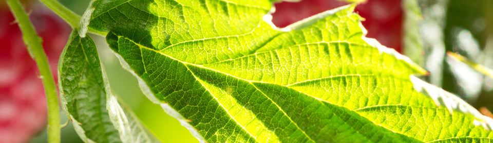 Raspberry Leaf