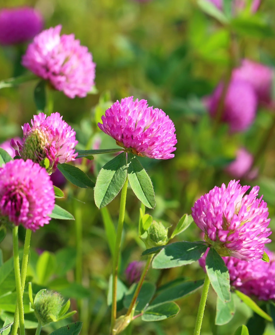 Red Clover