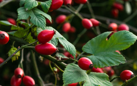 Rose Hips