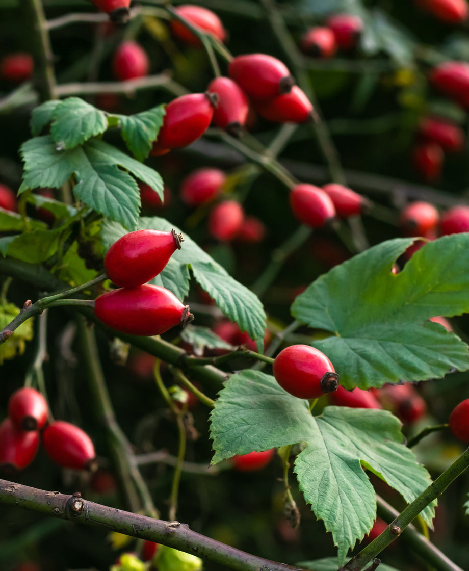 Rose Hips