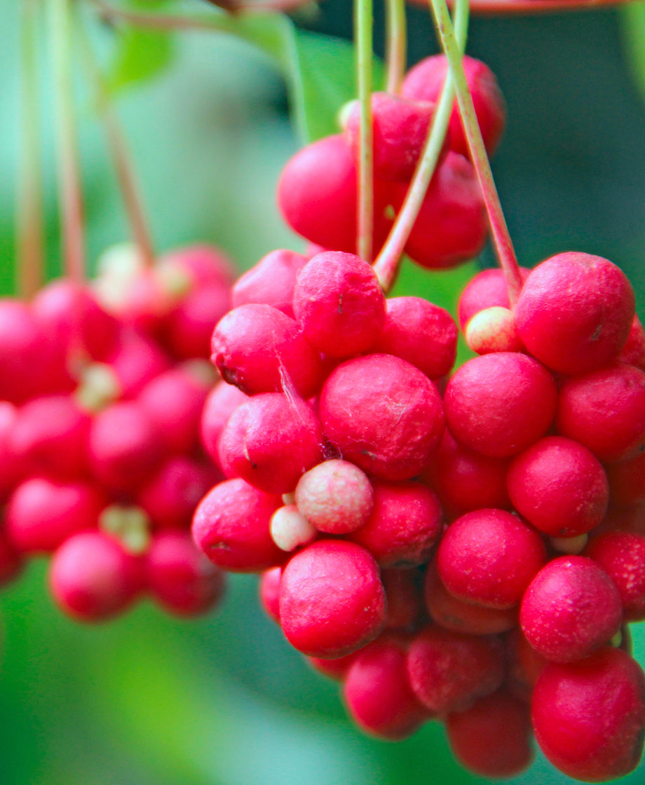 Schisandra Berry