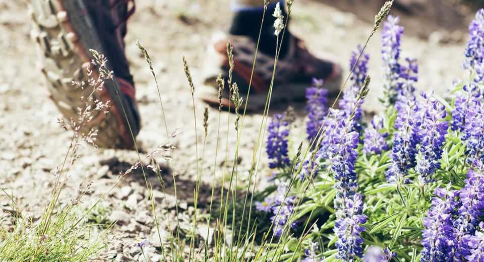 Hiker walking on a trail with wild flowers growing nearby.