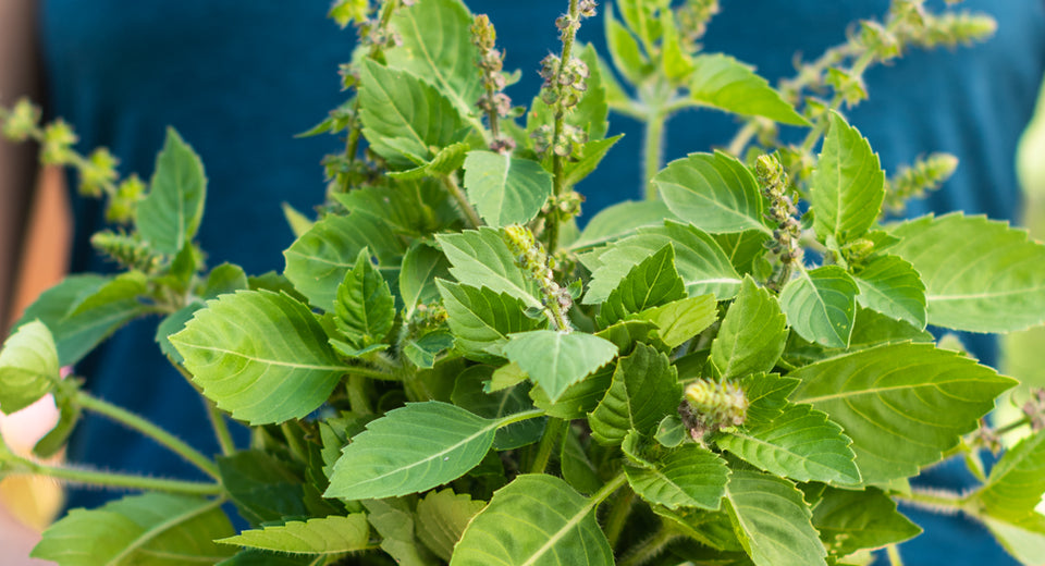 Woman holding a bouquet of tulsi