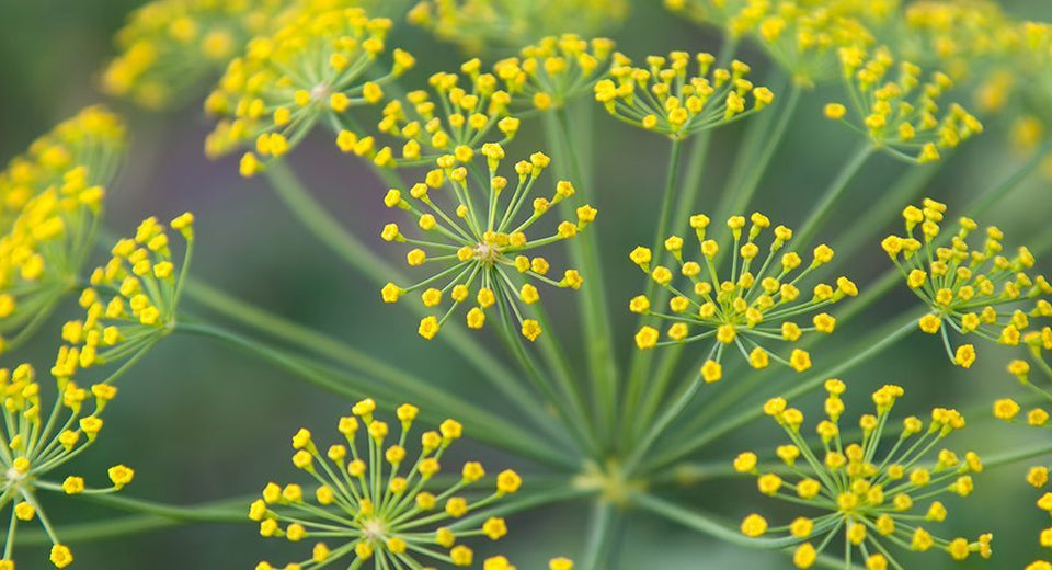 Fennel 101