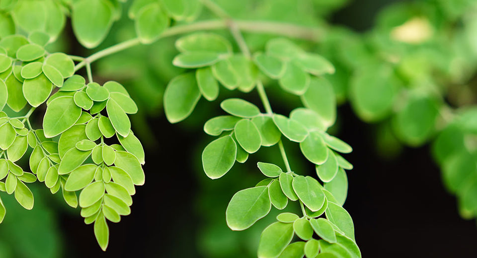 Close up of moringa leaves