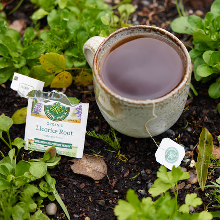 A cup of Licorice Root Tea and an open packet sit atop the soil, encircled by vibrant greenery, creating a tranquil scene that suggests wellness for digestive health.