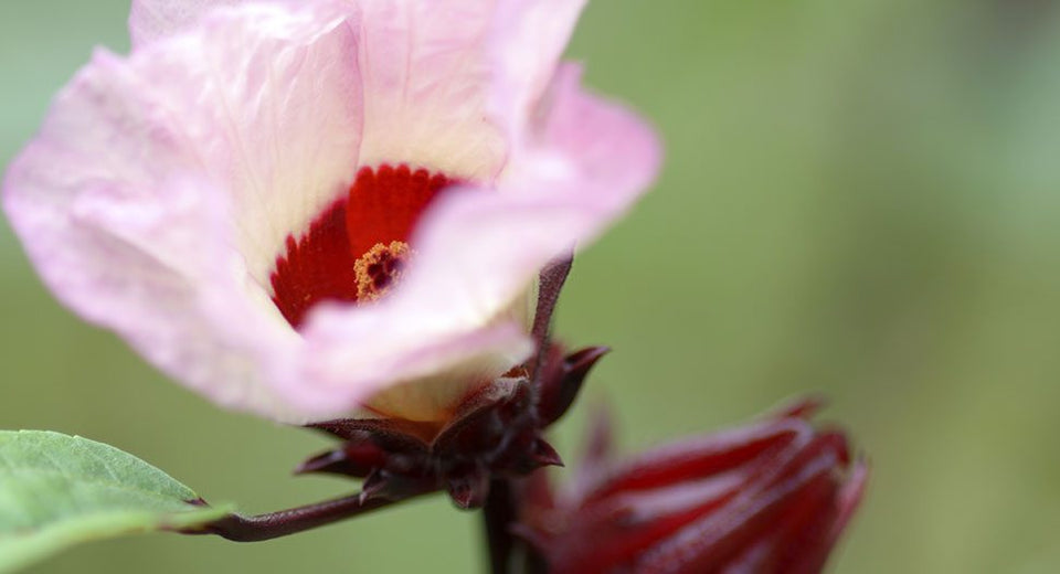 Hibiscus 101