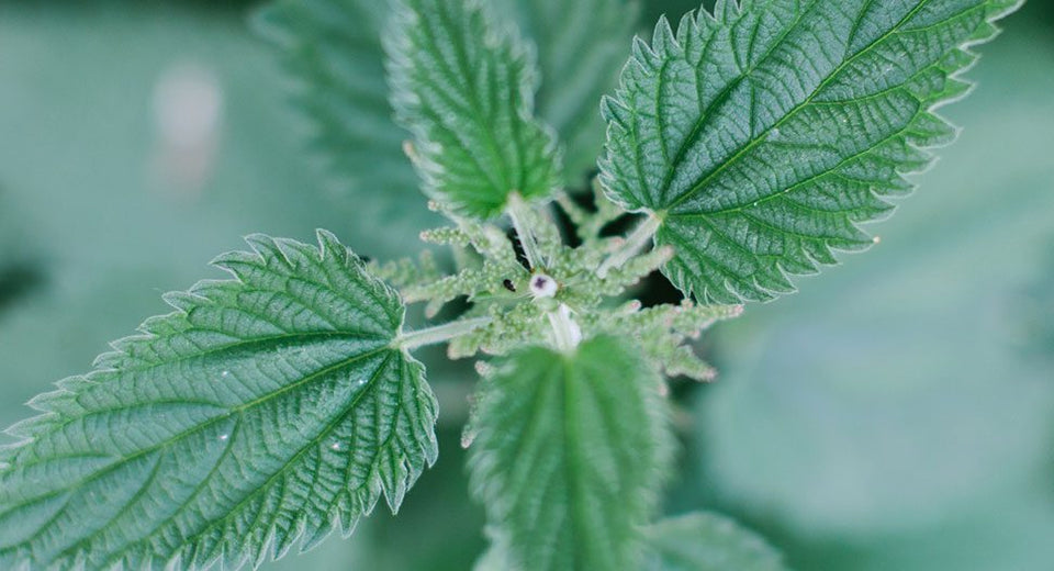 Nettle (Urtica dioica) in the wild