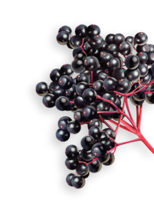 Elderberry herb