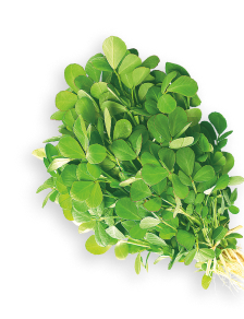 Fenugreek herb