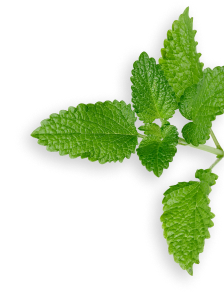 lemon balm herb