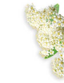 Meadowsweet herb