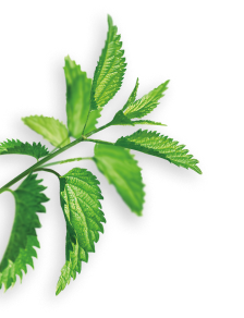 Nettle herb