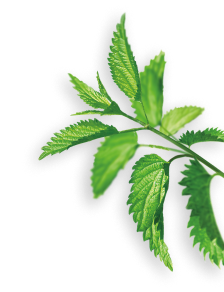 Nettle herb