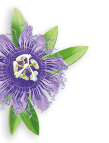 Passionflower herb