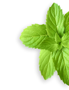 Peppermint herb