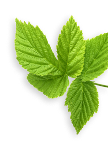 Raspberry Leaf herb