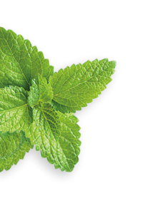 Spearmint herb